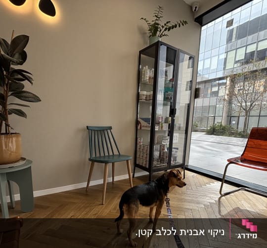 חדר המתנה עם כלב, כיסאות וארון עם מוצרים